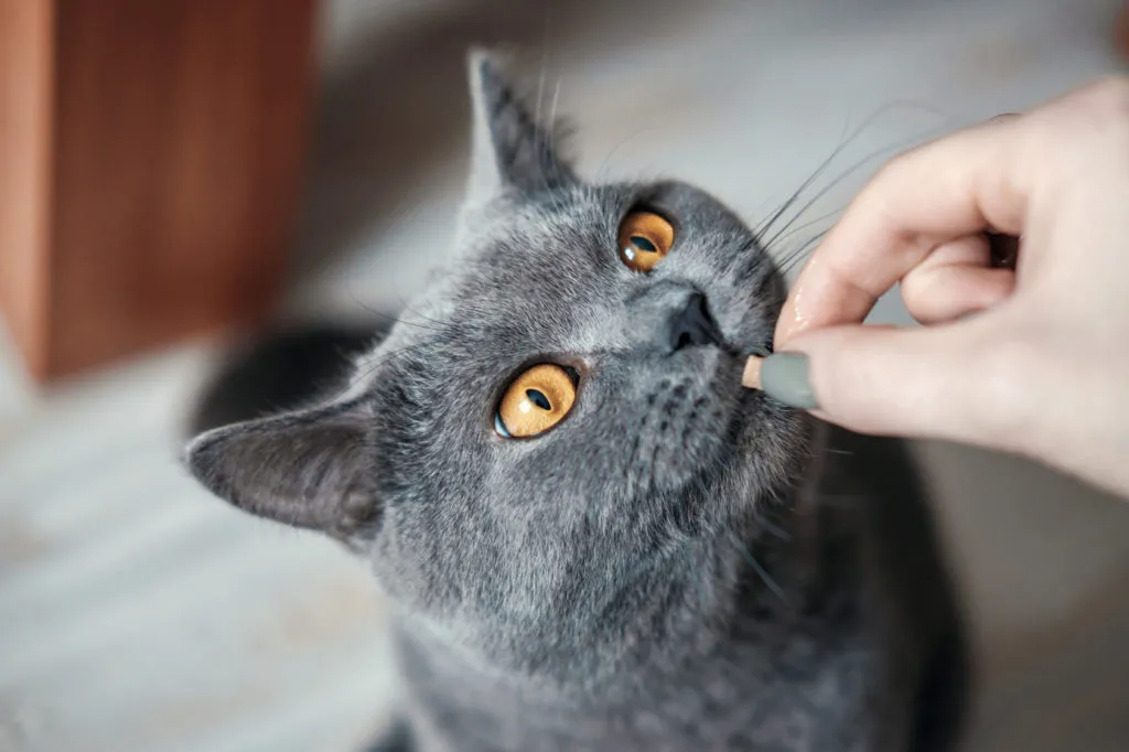 kitten-leckerli-1024×682 A educação dos gatinhos não deve incluir castigos, mas recompensas. Gato cinzento a receber uma recompensa na boca.