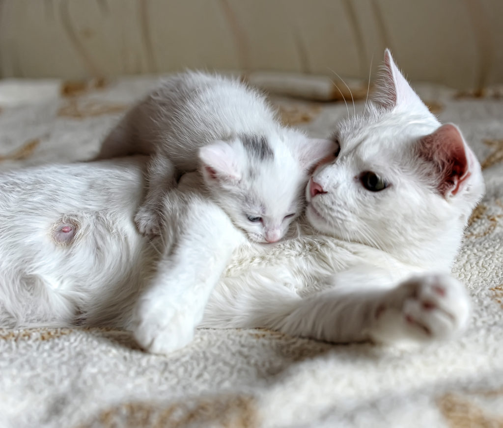 A educação começa com a mãe: gata branca com um gatinho ao colo