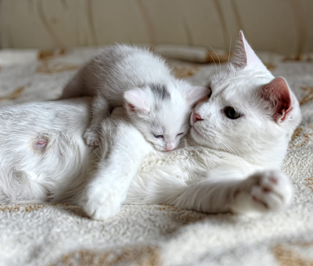 Educação dos gatinhos  Dicas e truques para uma vida feliz