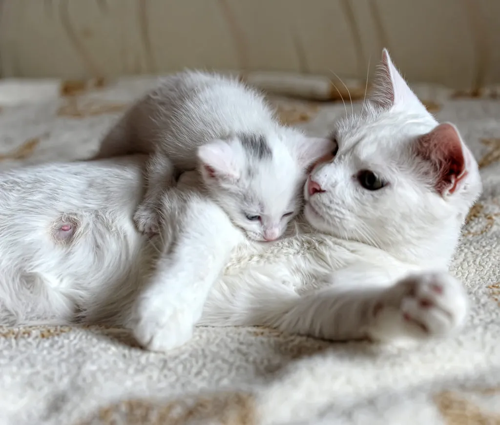 kitten-mit-mama-1024×872 A educação começa com a mãe: gata branca com um gatinho ao colo