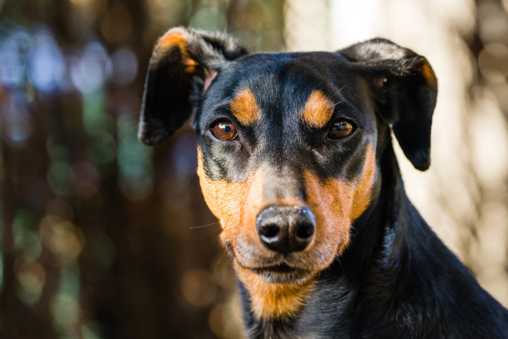 O Pinscher Alemão é uma das raças de cães mais antigas da Europa.