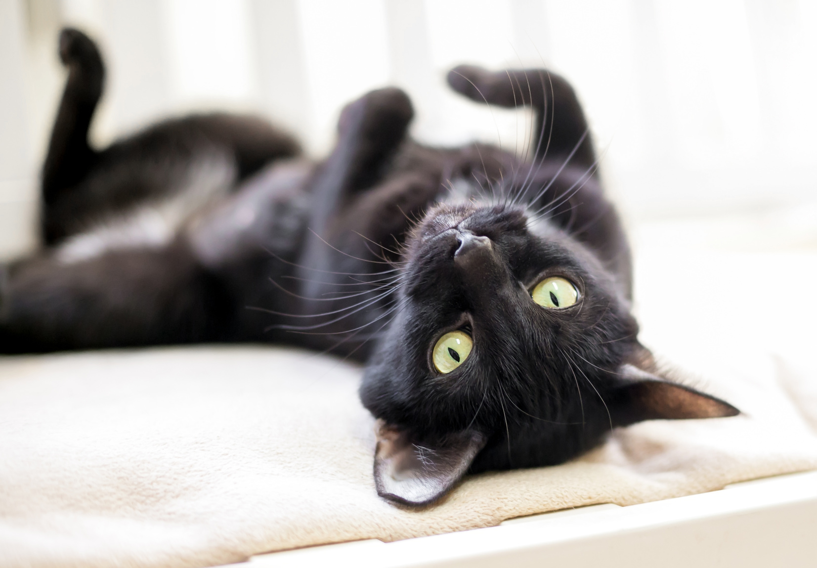 schwarze Katze mit gelben Augen die umgedreht liegen schwarze Katze mit gelben Augen die umgedreht liegen