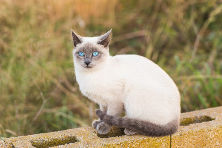 gato siamês