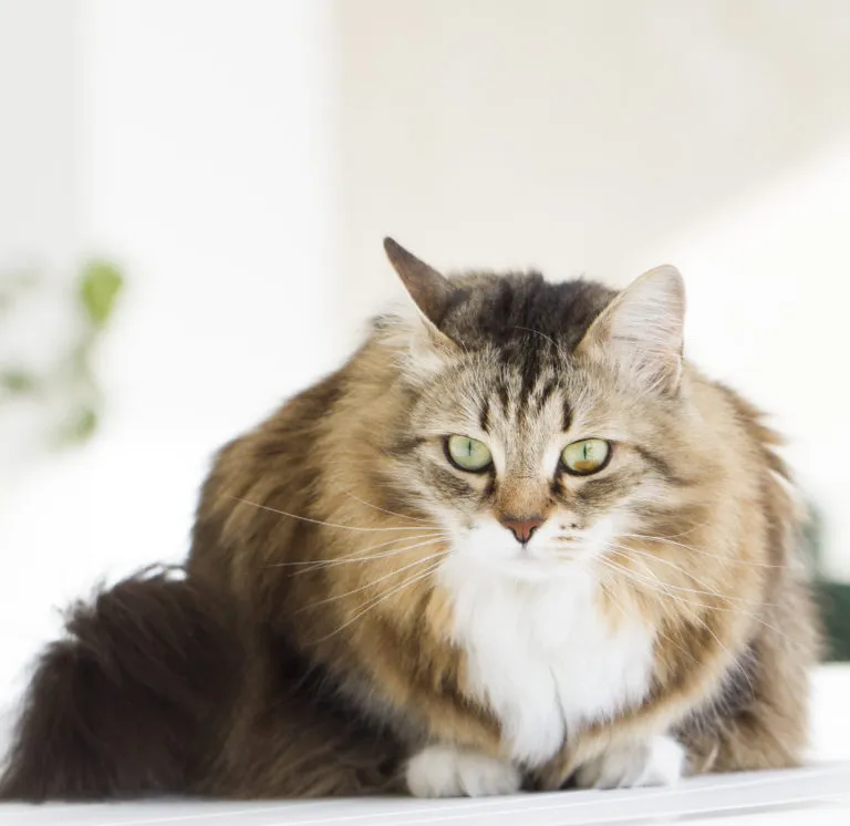 Gato siberiano Gato siberiano