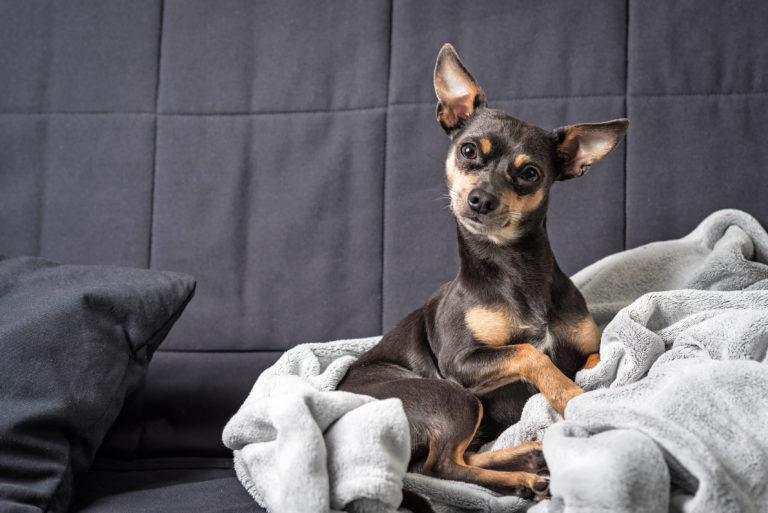 Pinscher miniatura Pinscher miniatura