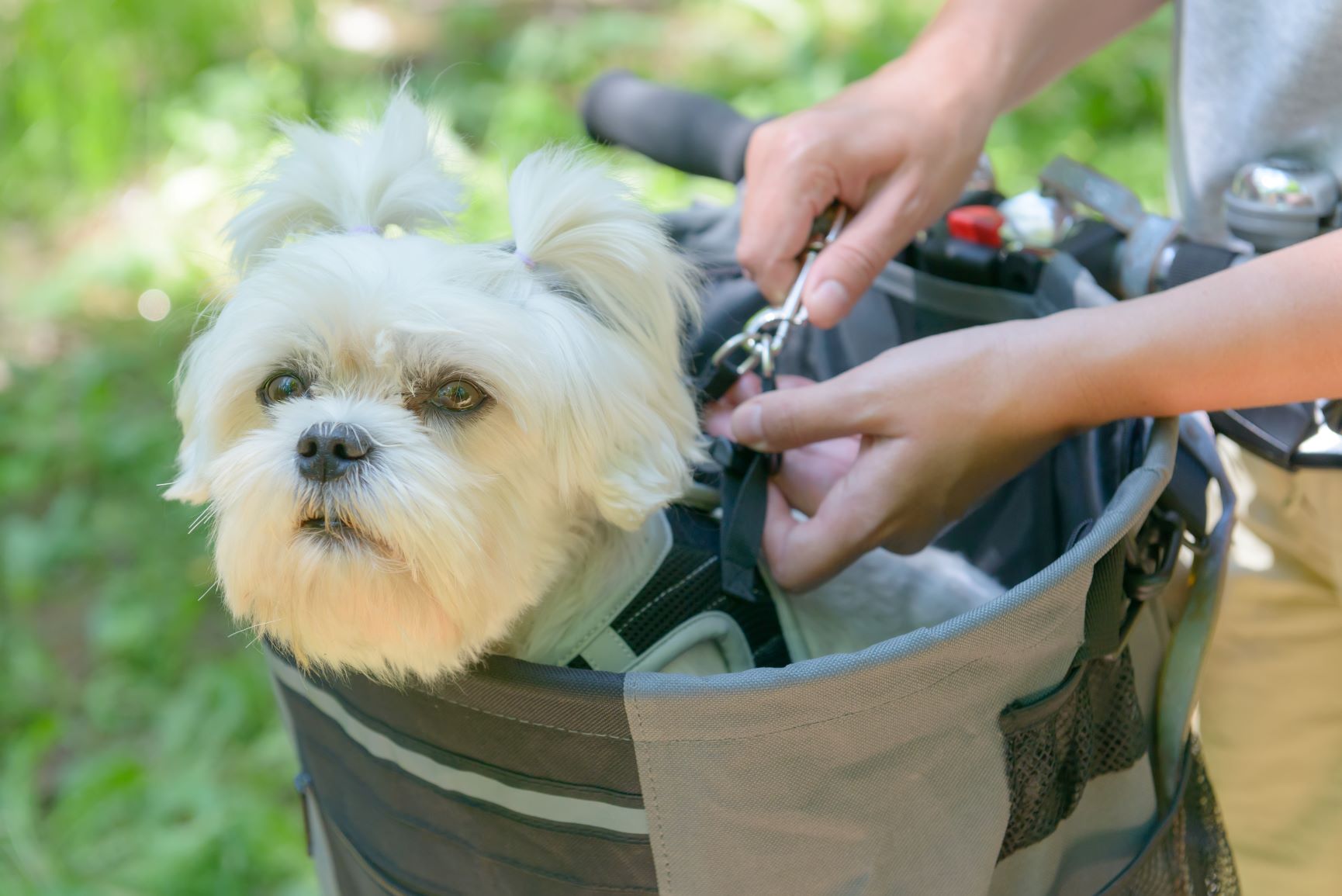 Passear de bicicleta com o seu cão: um cestinho para os mais pequenos é o ideal