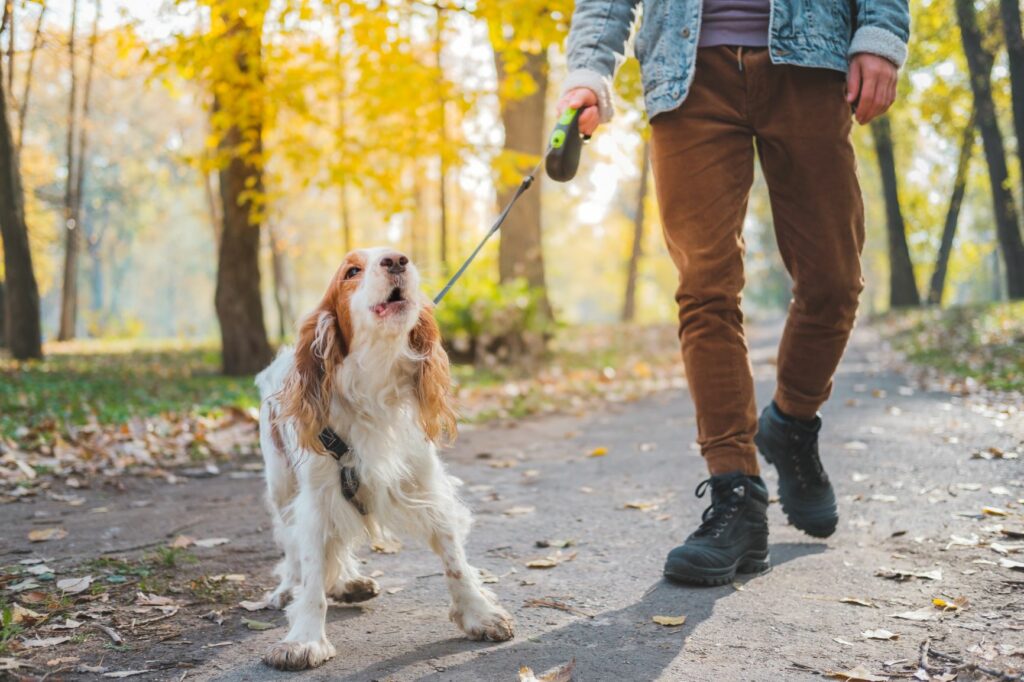 Como habituar o seu cão a ladrar menos: alguns truques podem ser a solução