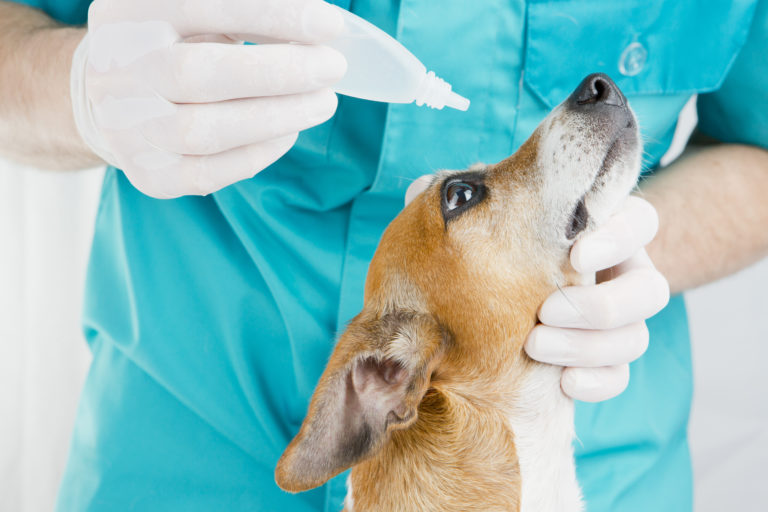Conjuntivite nos cães Conjuntivite nos cães