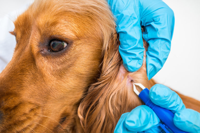 Doença de Lyme nos cães é transmitida por carraças