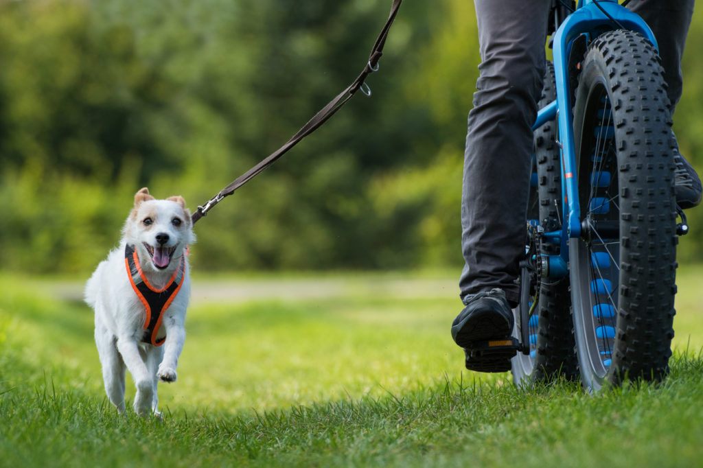 Cão a andar com o dono de bicicleta Passear de bicicleta com o seu cão: cuidados a ter