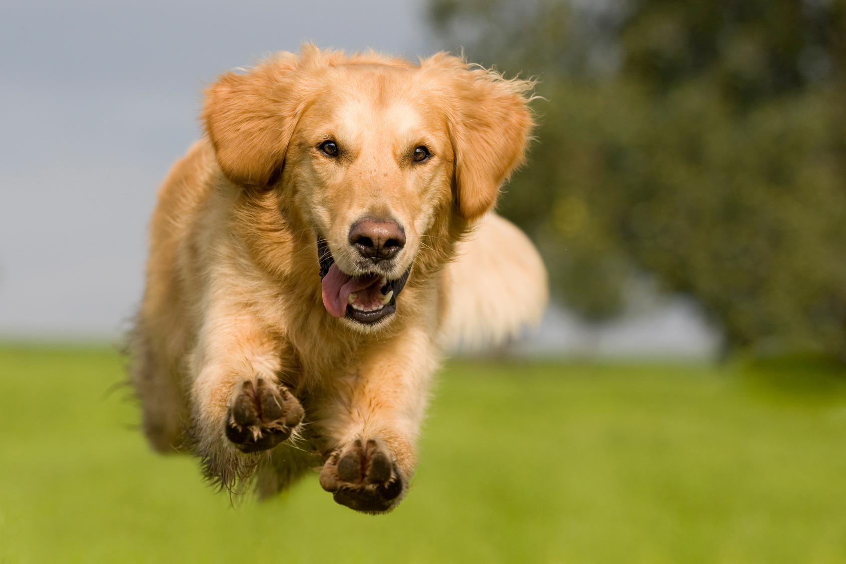 Golden Retriever springt über grüne Wiese Golden Retriever springt über grüne Wiese