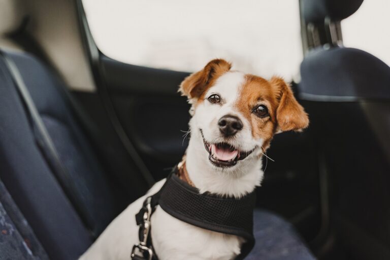 Enjoos nos cães: Jack russel com peitoral e cinto de segurança no banco de trás do carro
