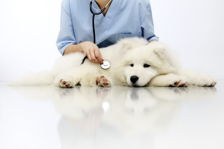 Cistite nos cães Cistite nos cães