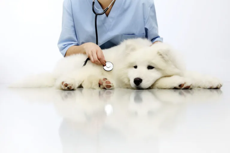 Cistite nos cães Cistite nos cães