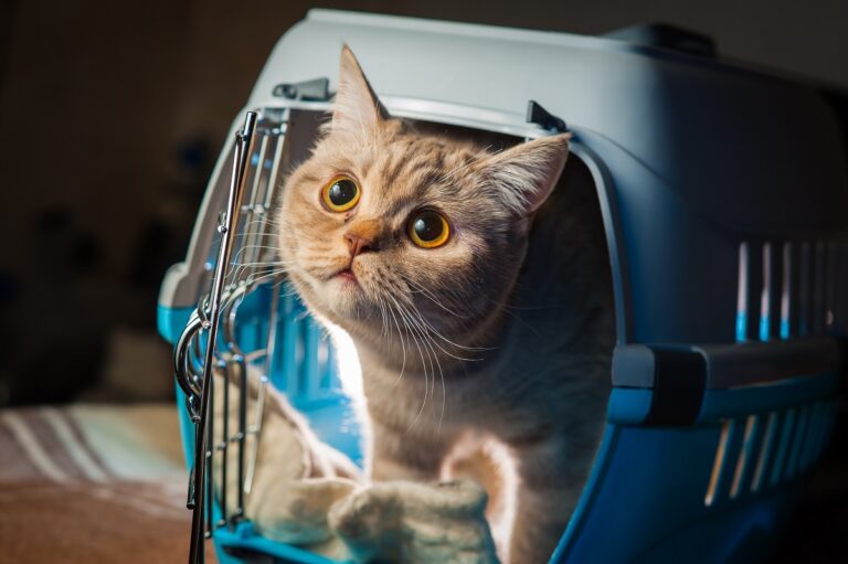 Pretty cat inside pet carrier