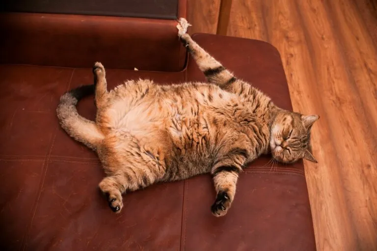 Katze-zu-dick-Sofa-768×511 O seu gato está gordo? O excesso de peso é muito comum entre os gatos de casa.