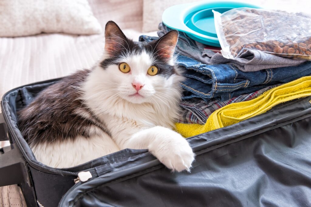 Viajar com gatos: gato deitado dentro de uma mala com roupa