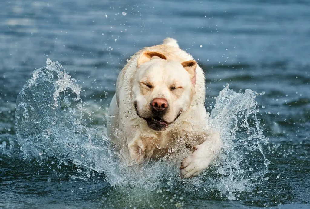 Labrador-im-Wasser-1024×690 O seu cão está gordo? Exercícios físicos na água protegem as articulações, desenvolvem os músculos e mantêm a temperatura corporal estável.