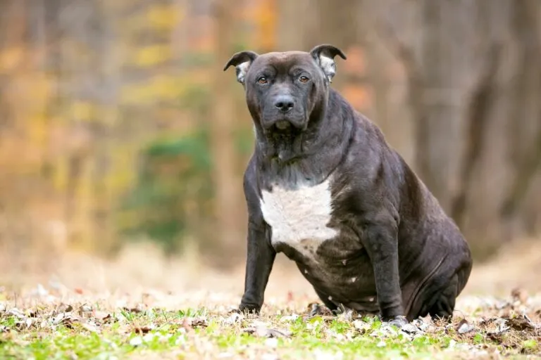 Pit-Bull-Mix-Hund-zu-dick-768×512 O seu cão está gordo? Geralmente consegue que o seu cão emagreça com a alimentação correta.