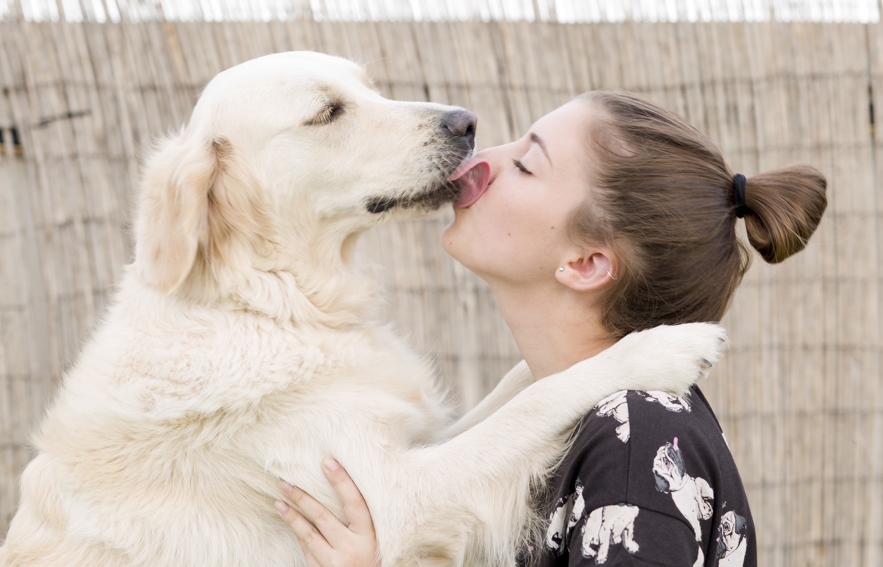 Schmusebacke golden retriever Schmusebacke golden retriever