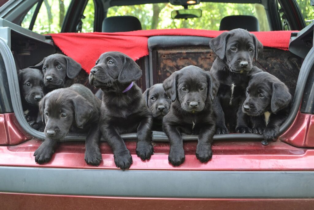 Enjoos nos cães: Habitue o seu patudo a andar de carro desde pequenino. Na imagem uma ninhada de labradores pretos no porta bagagens de um carro.