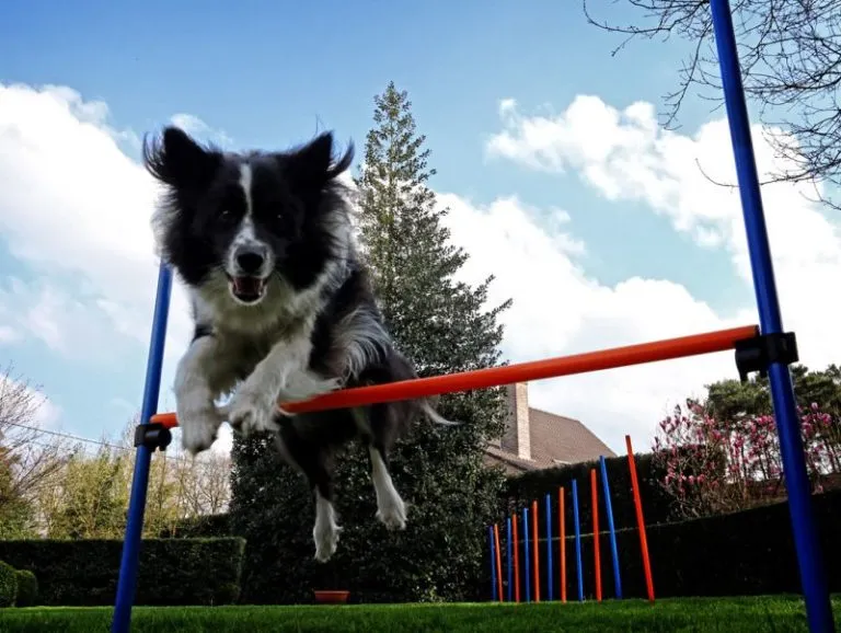 Agility para cães Agility para cães