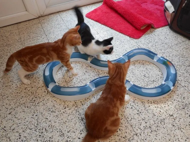 Brinquedos de inteligência para gatos Brinquedos de inteligência para gatos