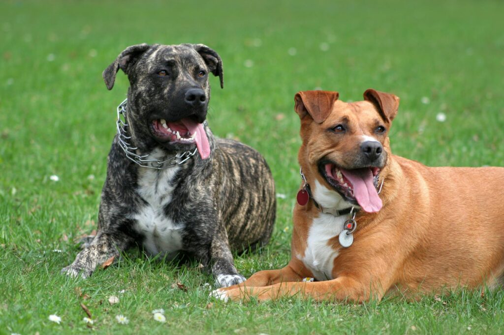 cães com coleiras estranguladoras