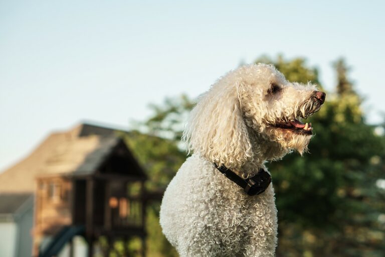 Cão com coleira anti-latidos Coleiras de treino: Coleiras com controlo remoto não favorecem a aprendizagem e além disso tornam o cão mais inseguro.
