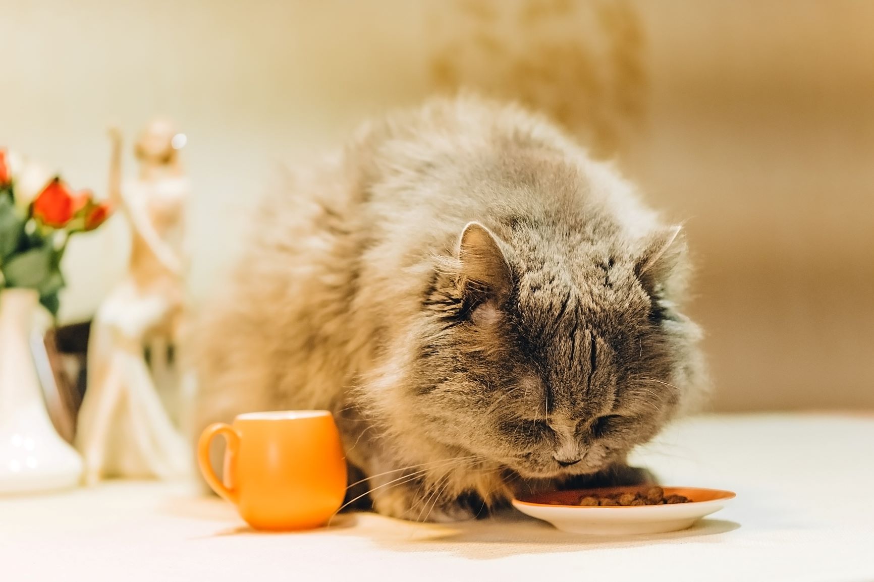 O seu gato está gordo? Procure uma comida de dieta