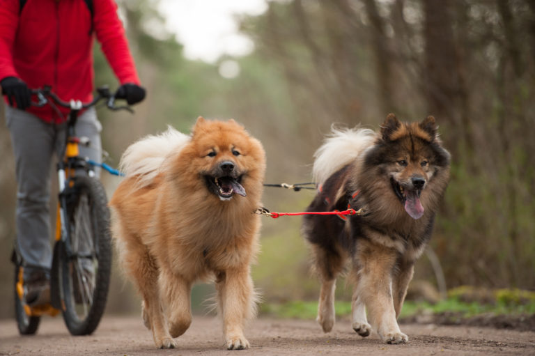 Andar de bicicleta com cães Para passear de bicicleta com o seu cão: uma atividade relaxante