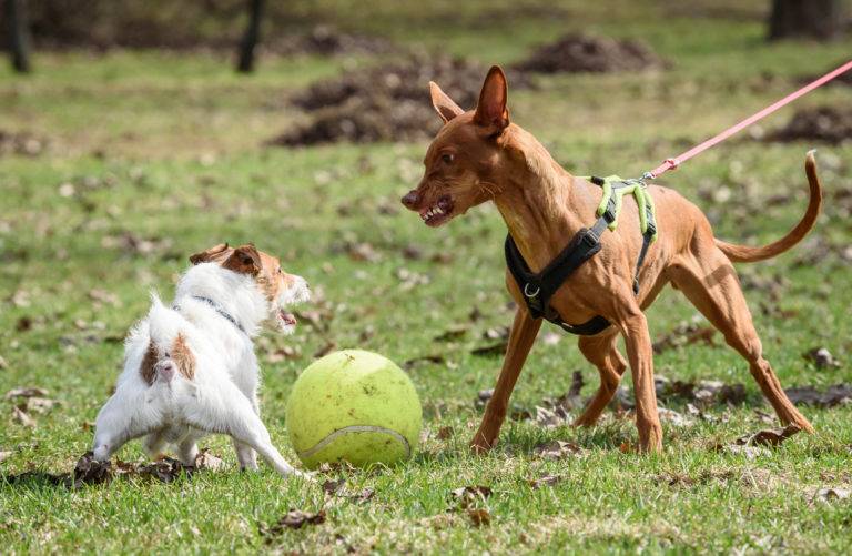 Cães agressivos