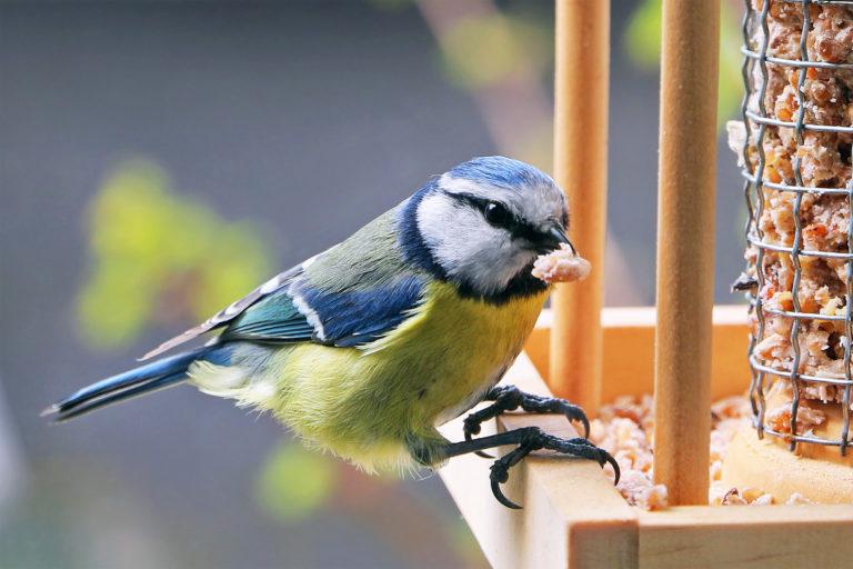 Comida para aves selvagens