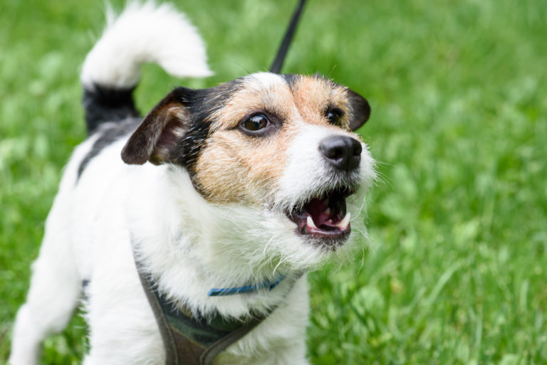 Habituar o seu cão a ladrar menos: A forma natural de comunicação dos cães é através do ladrar.