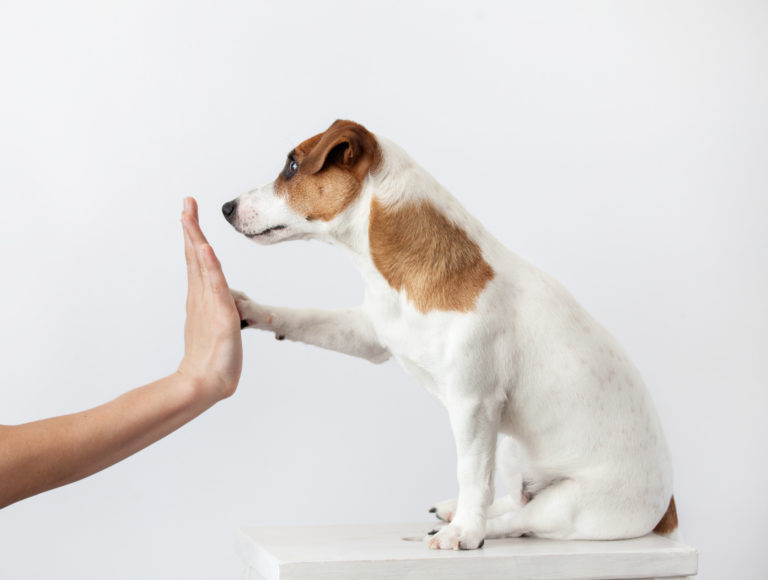 Socializaçao dos cachorros