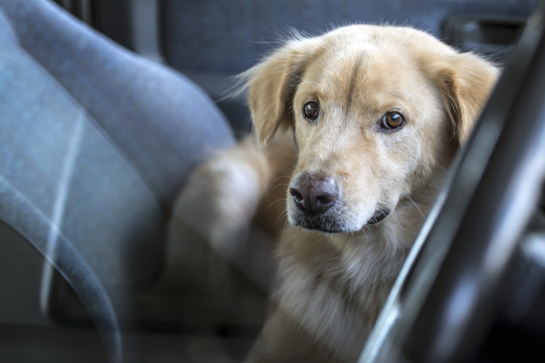 Viajar de carro com cão em segurança