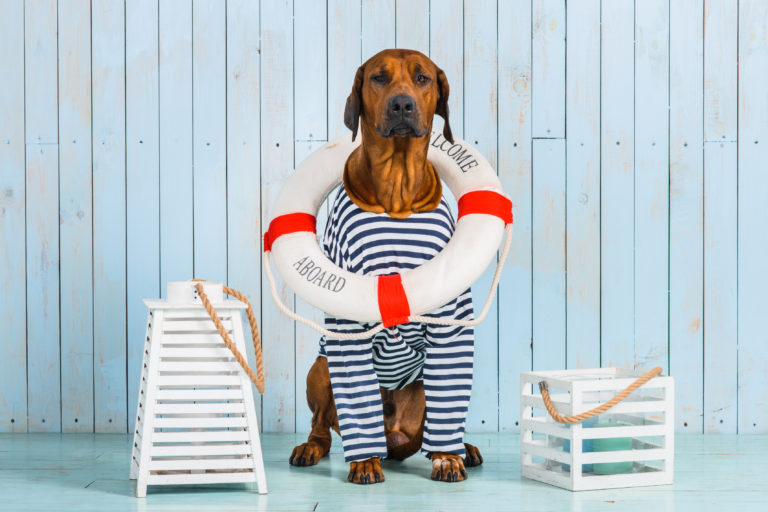 Viajar de barco com cão Viajar de barco com cão