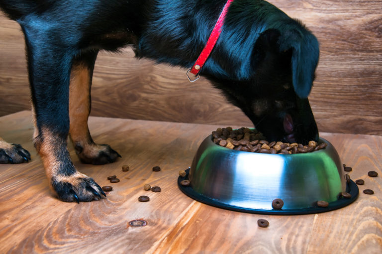 Comida para cães idosos