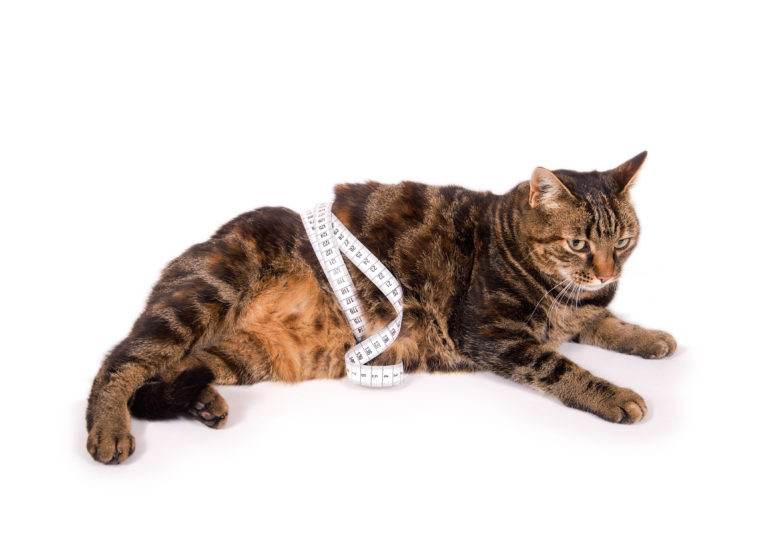 Comida para gatos com excesso de peso