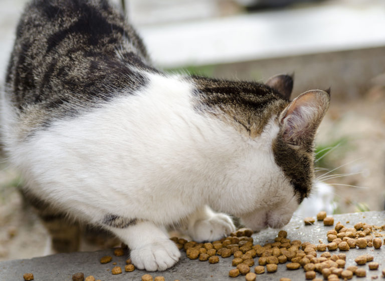 Dieta dos gatos de exterior: gato a comer ração na rua