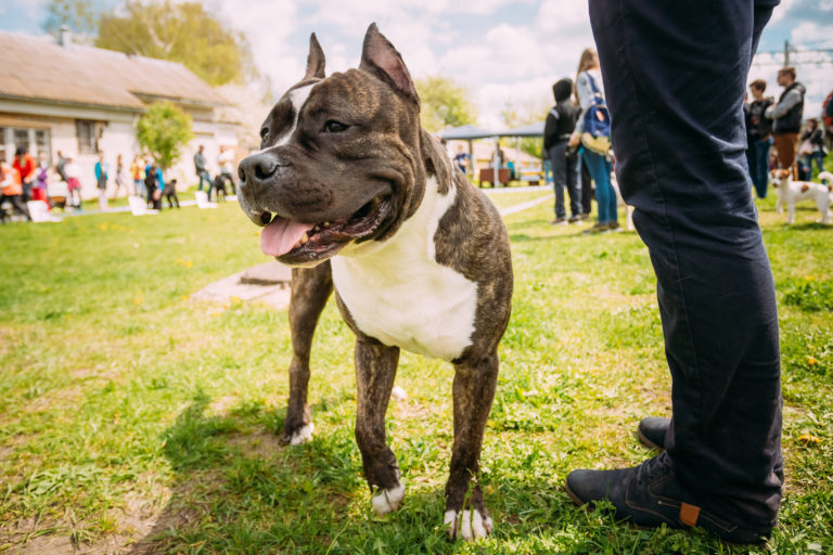 Escola para cães