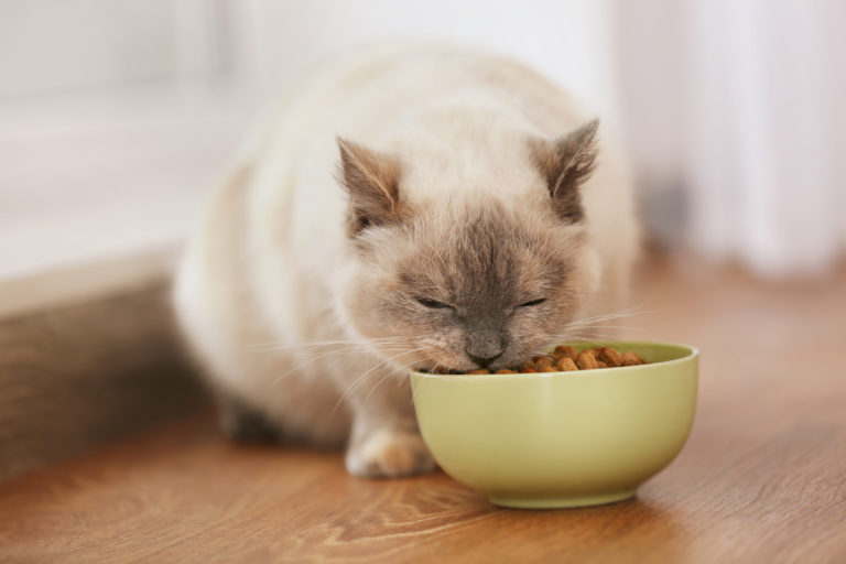 Comida para gatos de interior