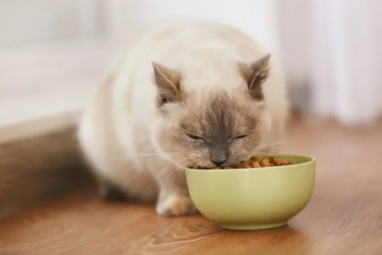Comida para gatos de interior Comida para gatos de interior