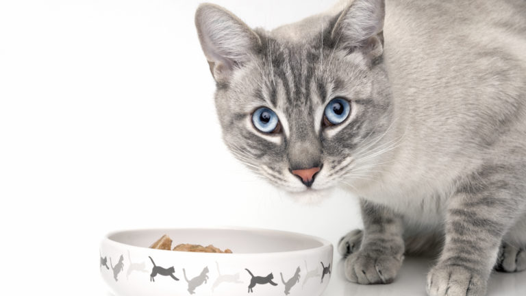Comida para gatos adultos Comida para gatos adultos