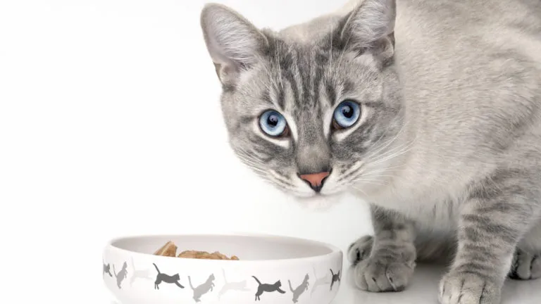 Comida para gatos adultos Comida para gatos adultos