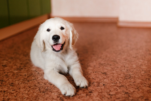 Deixar o cachorro sozinho