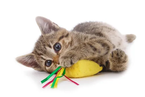 Brincadeiras com gatos domésticos Brincadeiras com gatos domésticos