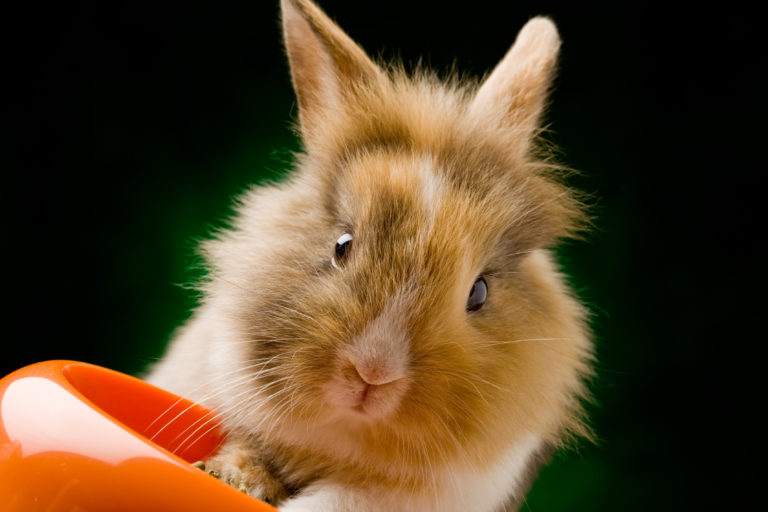 Alimentação dos coelhos