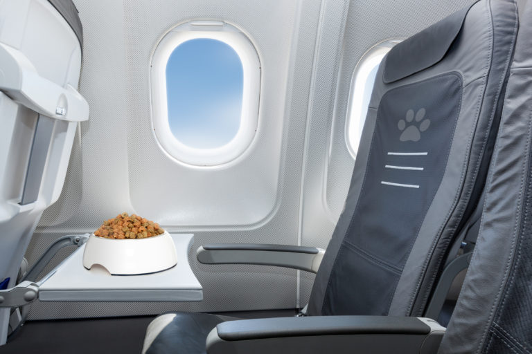 Viajar de avião com um cão