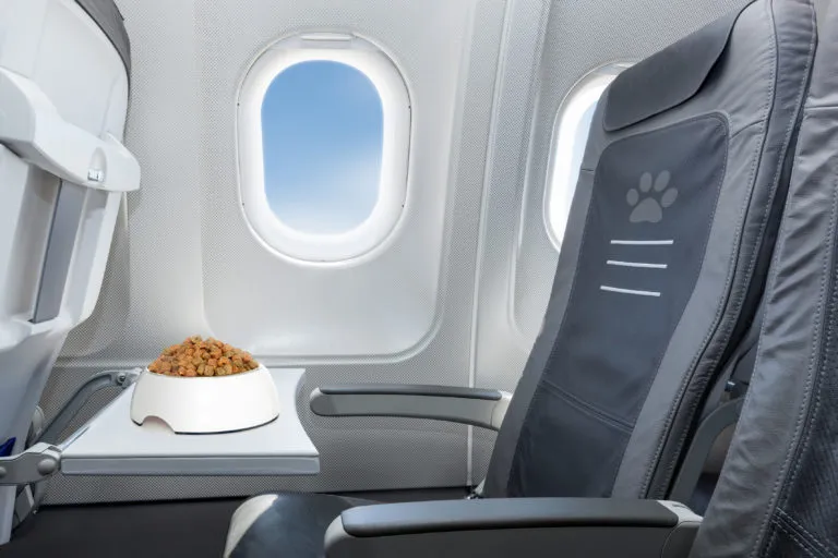 Viajar de avião com um cão Viajar de avião com um cão